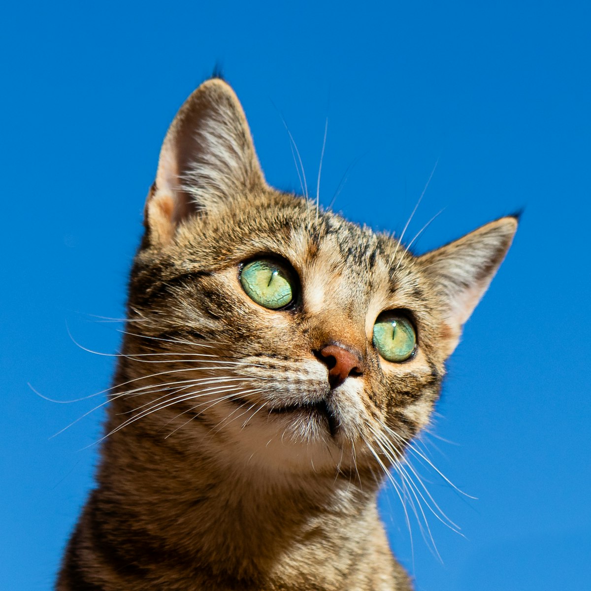 Gato sendo cuidado com carinho
